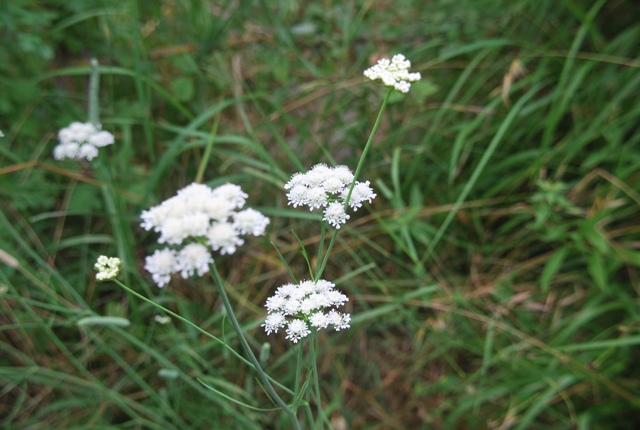 Apiacea - Oenanthe silaifolia